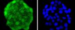 HES1 Antibody in Immunocytochemistry (ICC/IF)