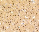 HES1 Antibody in Immunohistochemistry (Paraffin) (IHC (P))