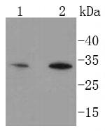 HES1 Antibody in Western Blot (WB)