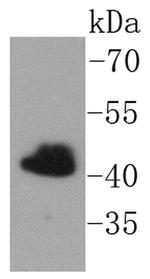 FNTB Antibody in Western Blot (WB)