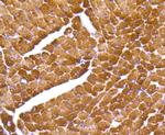 MYL2 Antibody in Immunohistochemistry (Paraffin) (IHC (P))