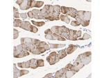 Phospho-HSL (Ser853) Antibody in Immunohistochemistry (Paraffin) (IHC (P))