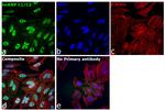 hnRNP C1/C2 Antibody in Immunocytochemistry (ICC/IF)