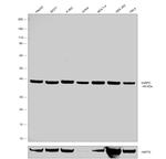 hnRNP C1/C2 Antibody in Western Blot (WB)