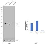 hnRNP C1/C2 Antibody in Western Blot (WB)