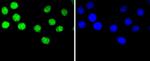 hnRNP C1/C2 Antibody in Immunocytochemistry (ICC/IF)