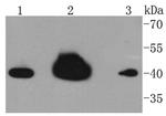 hnRNP C1/C2 Antibody in Western Blot (WB)