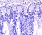 Phospho-STAT1 (Ser727) Antibody in Immunohistochemistry (Paraffin) (IHC (P))