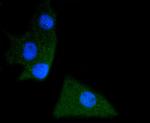 Phospho-SHP2 (Tyr542) Antibody in Immunocytochemistry (ICC/IF)