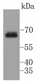 Phospho-SHP2 (Tyr542) Antibody in Western Blot (WB)