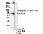 Phospho-c-Myc (Thr58) Antibody in Western Blot (WB)