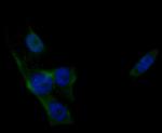 PLCG1 Antibody in Immunocytochemistry (ICC/IF)