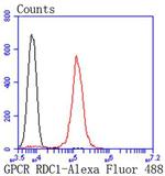 CXCR7 Antibody in Flow Cytometry (Flow)