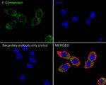 P-Glycoprotein Antibody in Immunocytochemistry (ICC/IF)