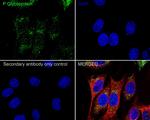 P-Glycoprotein Antibody in Immunocytochemistry (ICC/IF)