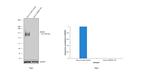 P-Glycoprotein Antibody