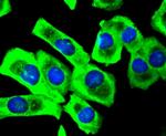 Phospho-SIRT1 (Ser47) Antibody in Immunocytochemistry (ICC/IF)