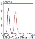 RAD18 Antibody in Flow Cytometry (Flow)