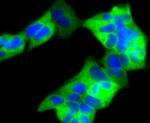 RAD18 Antibody in Immunocytochemistry (ICC/IF)