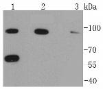 RAD18 Antibody in Western Blot (WB)