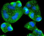 AGR2 Antibody in Immunocytochemistry (ICC/IF)