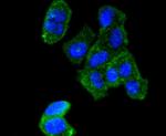 AGR2 Antibody in Immunocytochemistry (ICC/IF)