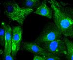 AGR2 Antibody in Immunocytochemistry (ICC/IF)