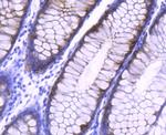 AGR2 Antibody in Immunohistochemistry (Paraffin) (IHC (P))