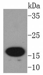 AGR2 Antibody in Western Blot (WB)