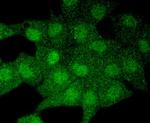 LC3A Antibody in Immunocytochemistry (ICC/IF)