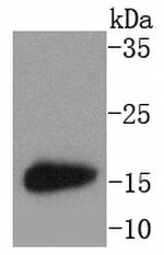 LC3A Antibody in Western Blot (WB)