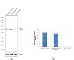 ATG5 Antibody