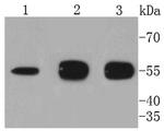 ATG5 Antibody in Western Blot (WB)