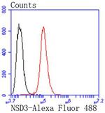 NSD3 Antibody in Flow Cytometry (Flow)