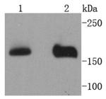 NSD3 Antibody in Western Blot (WB)