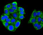 TNFAIP3 Antibody in Immunocytochemistry (ICC/IF)