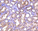 TNFAIP3 Antibody in Immunohistochemistry (Paraffin) (IHC (P))