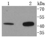 AGTR2 Antibody in Western Blot (WB)