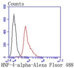 HNF4A Antibody in Flow Cytometry (Flow)