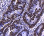 HNF4A Antibody in Immunohistochemistry (Paraffin) (IHC (P))