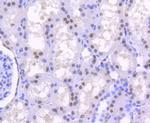 HNF4A Antibody in Immunohistochemistry (Paraffin) (IHC (P))