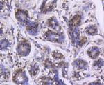 DJ-1 Antibody in Immunohistochemistry (Paraffin) (IHC (P))