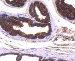 DJ-1 Antibody in Immunohistochemistry (Paraffin) (IHC (P))