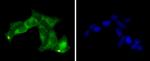 PP2A alpha/beta Antibody in Immunocytochemistry (ICC/IF)