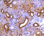 PP2A alpha/beta Antibody in Immunohistochemistry (Paraffin) (IHC (P))