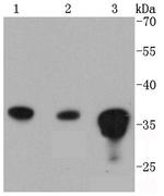 PP2A alpha/beta Antibody in Western Blot (WB)