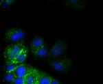 CD49b (Integrin alpha 2) Antibody in Immunocytochemistry (ICC/IF)