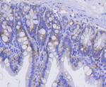 CD49b (Integrin alpha 2) Antibody in Immunohistochemistry (Paraffin) (IHC (P))