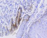 CD49b (Integrin alpha 2) Antibody in Immunohistochemistry (Paraffin) (IHC (P))