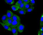 ACE2 Antibody in Immunocytochemistry (ICC/IF)